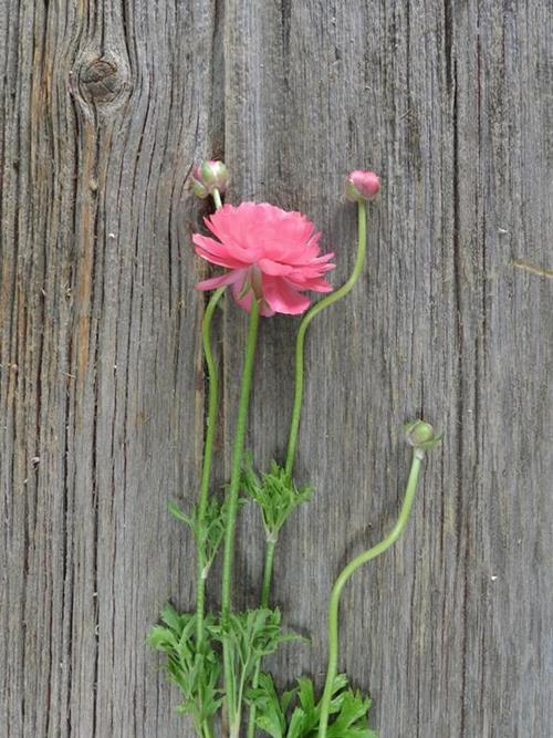  PINK RANUNCULUS